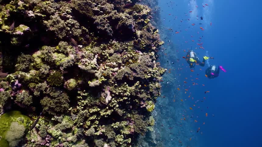 The fish are surrounding the scuba divers