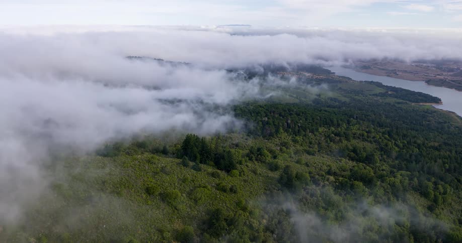 Aerial view of a forest on the banks of a river