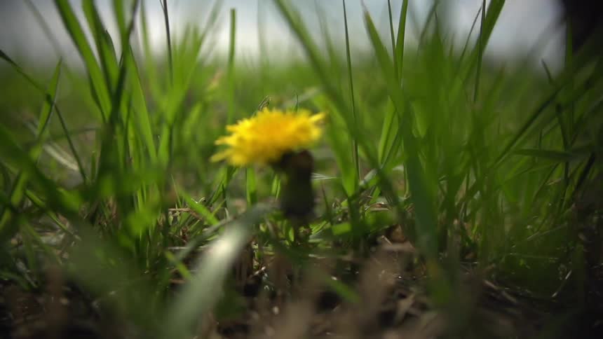 Up close of blades of grass