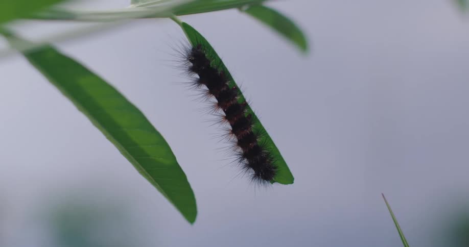 A black and orange striped caterpillar with long hairs crawls along a green leaf in bright natural light