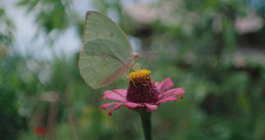 A butterfly is perched on a flowering plant in the woods at midday