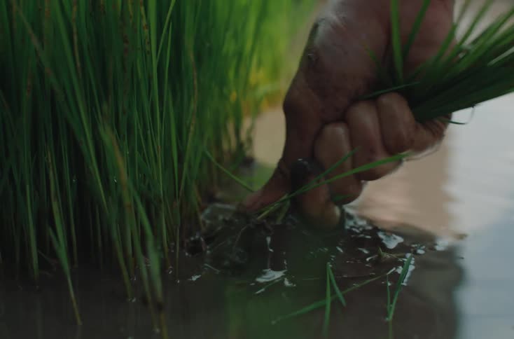Close up of a person uprooting a grass plant from watery soil outdoors during daytime