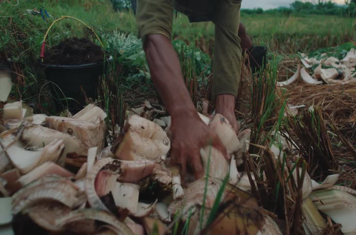 A person is seen in a field surrounded by cut plant material likely banana tree trunks and green foliage they are actively engaged in working with the plant matter with a black bucket of soil or compost nearby