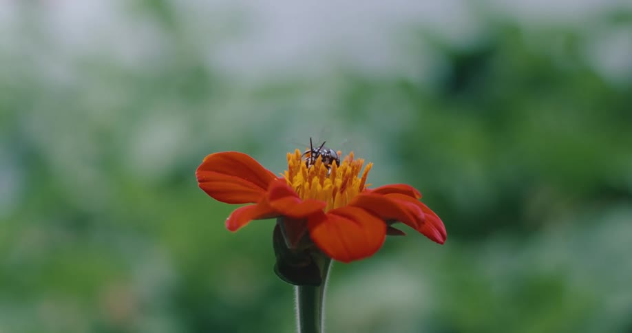 Bee pollinating on an orange flower then flying off