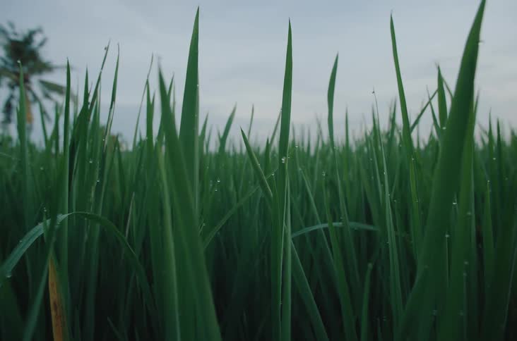 Tall green stalks in an agricultural field