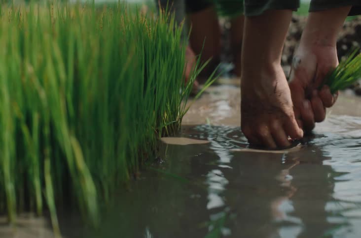 Hands plant rows of young rice seedlings in a shallow muddy paddy field under soft daylight