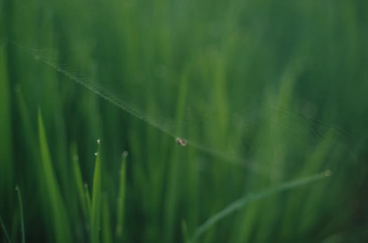 Closeup of fresh green grass blades with morning dew