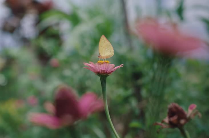 A butterfly pollinates on top of a pink flower in a garden