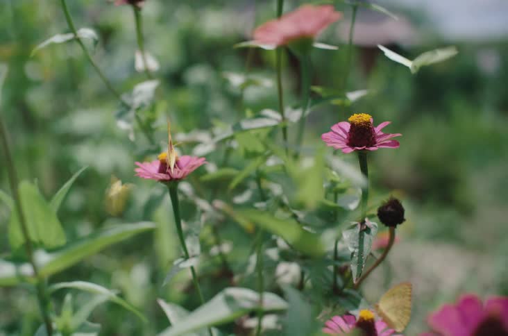 Yellow butterflies pollinating on pink wild flowers in backyard