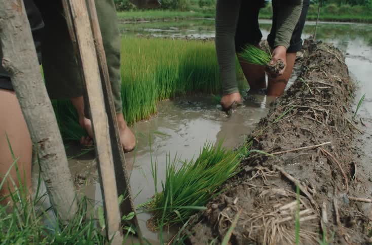 Two people working in a rice field