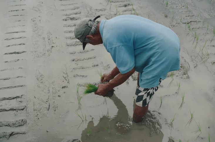A farmer crouches in a muddy rice paddy carefully planting young rice seedlings in neat rows