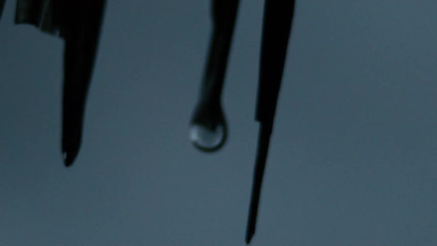 Closeup of thin leaves with falling water droplets