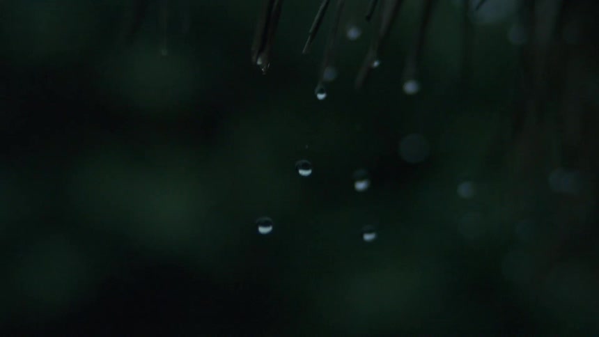 Water droplets falling in slow motion off plant leaves at night