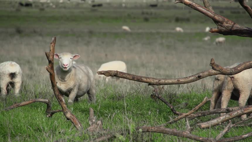 Goats grazing in a field