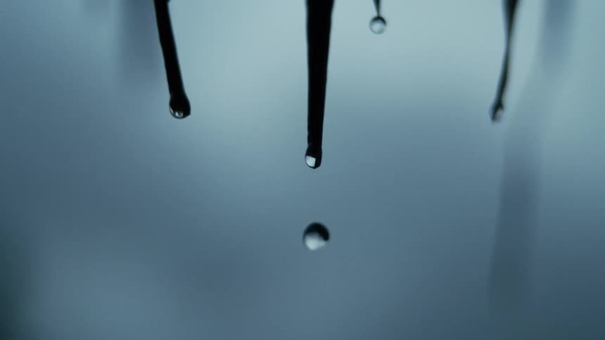 Close up of water droplets falling from slender plant leaves outdoors