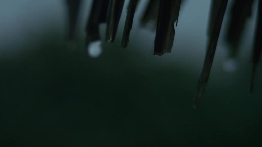 Close up of rainwater droplets falling from slender tree leaves outdoors during daytime