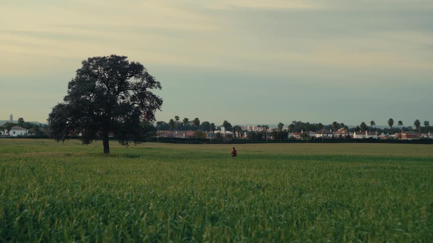 A single tree stands in the middle of a lush green field near a distant town