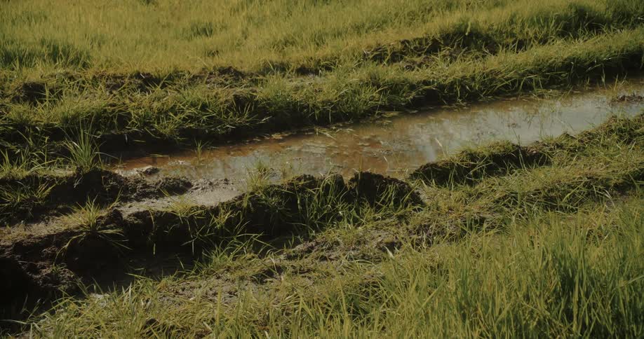 Narrow river amidst greenish grass vegetation