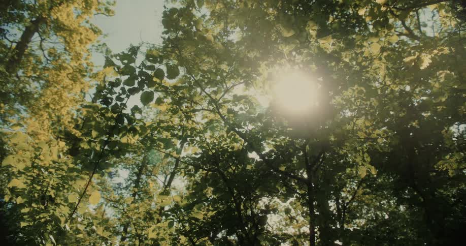 Upward view with sun reflection between trees with green leaves