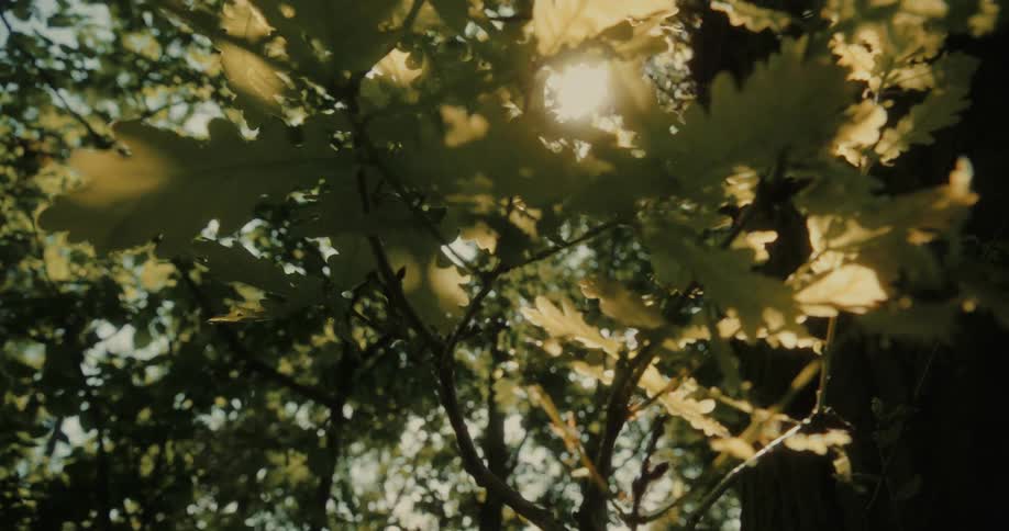The sun shines through the branches of a tree covered in green leaves