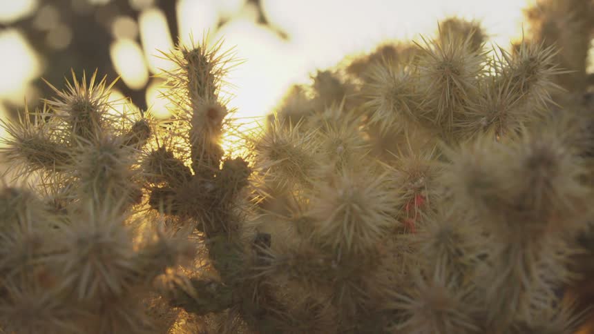 Closeup of desert cacti with sun reflection