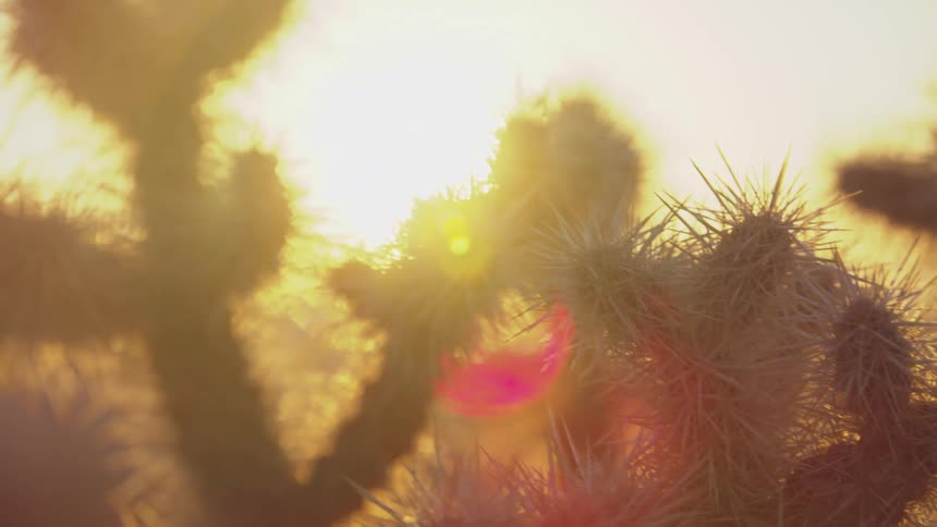 The sun is rising on the cactus