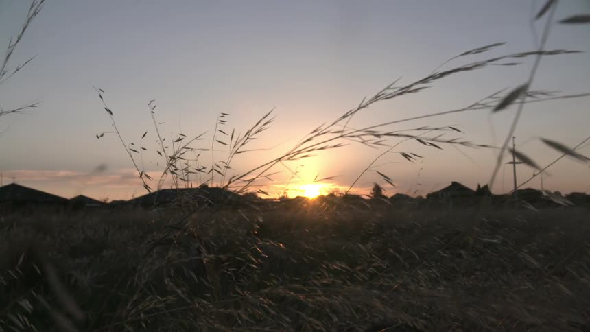 Grass blowing in the wind