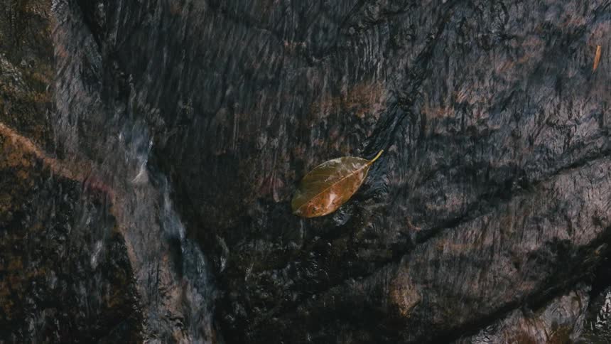 Leaf stuck to a rock with water dripping down