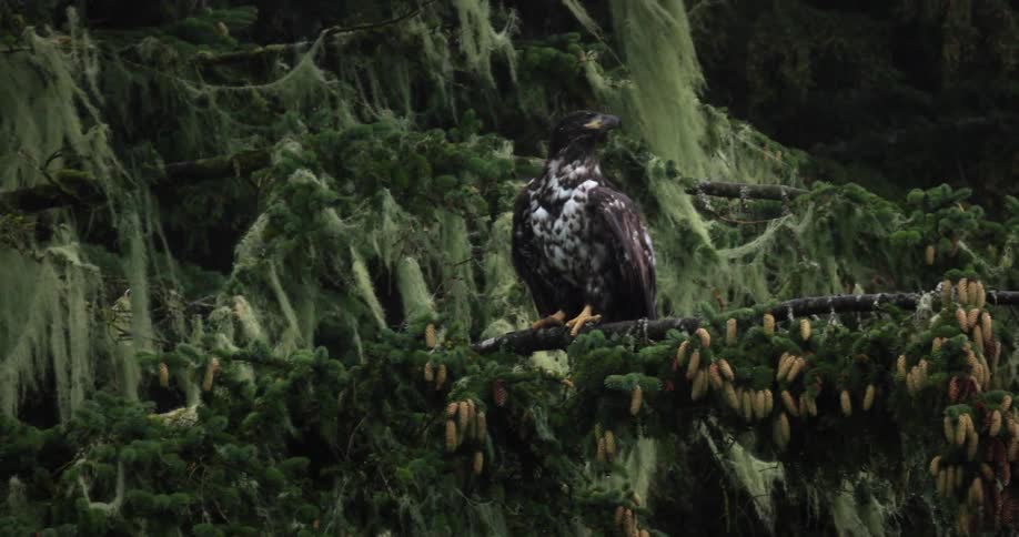 A bird flies from the branch