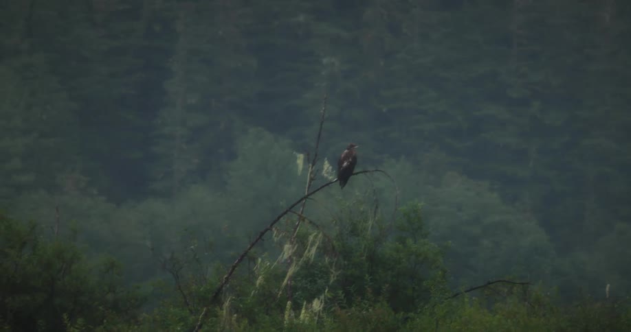 Bird perched on top of tree branch overlooking the forest