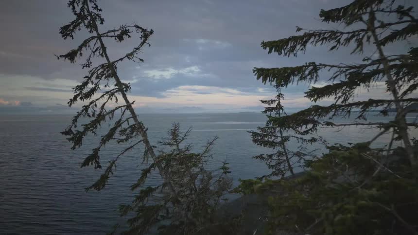 An ocean view from the shoreline shows wind creating ripples on the water with a tree on the shore on a cloudy day