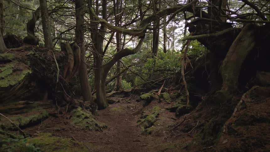 Dense forest seen during the day