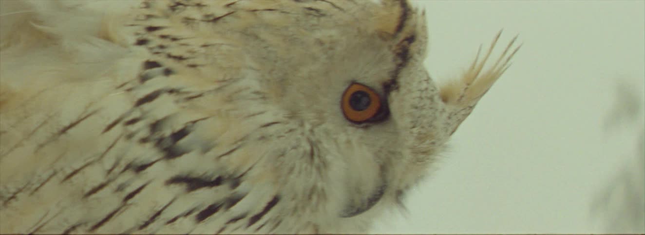 The white owl flies on a windy day