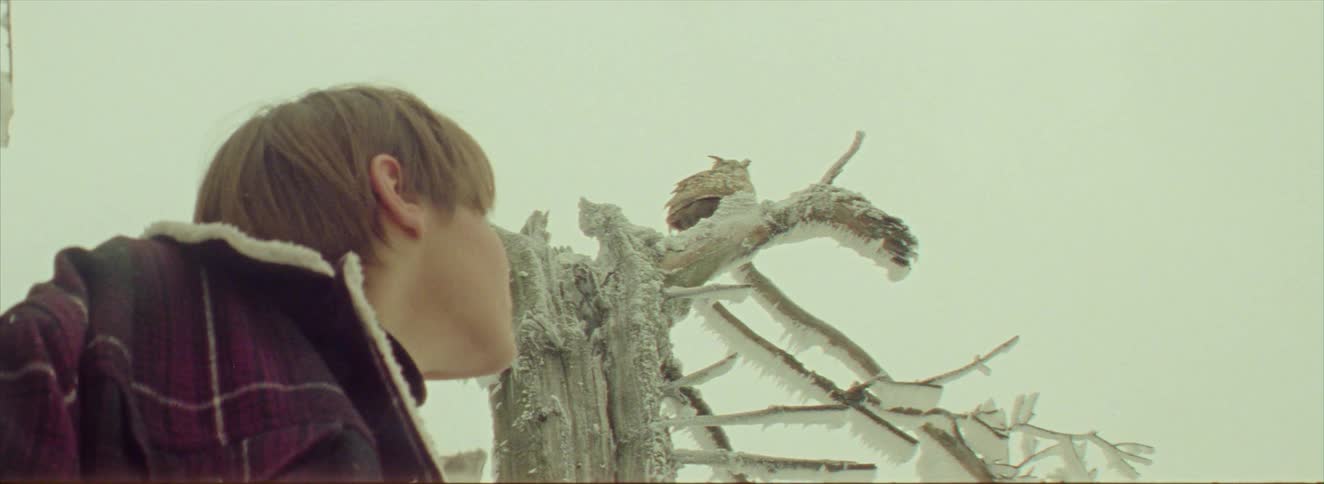 A woman walks by a frozen tree