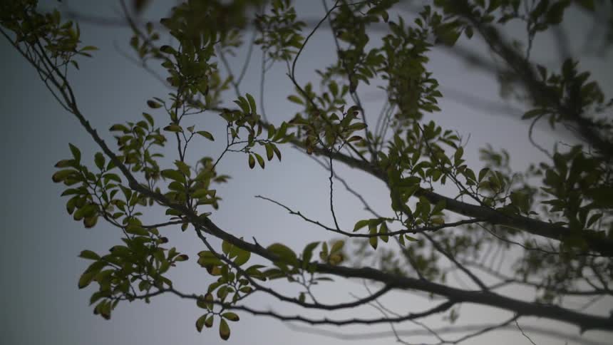Leaves on a tree branch are rustled by a breeze