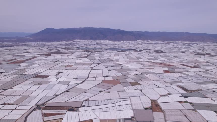 Vast area of greenhouses covered in white tarps stretches up to the mountains under a clear slightly purple sky