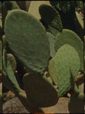 Cacti among rocks
