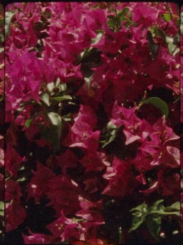 Pink flowers on a tree