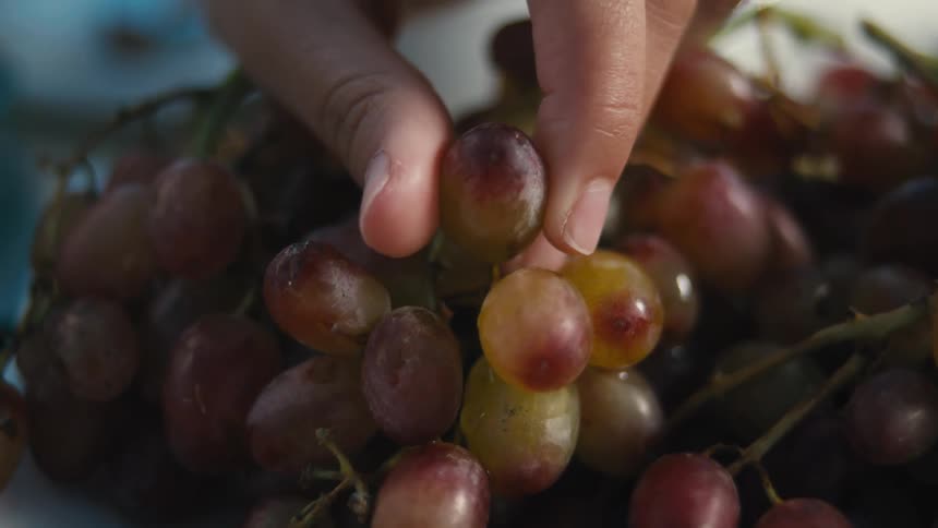 A hand delicately plucks a grape from a bunch of sunlit red and green grapes