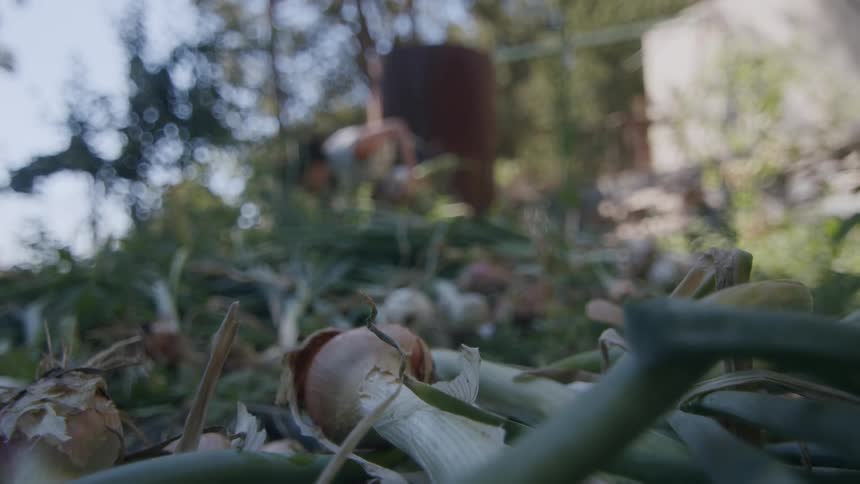 Onions lie on the ground in the garden while a female gardener harvests more onions