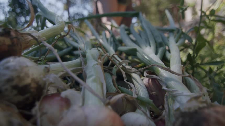 A closeup shot of several onions with their green tops some already harvested and others still in the ground the setting appears to be a garden or field indicated by the surrounding soil and other green foliage