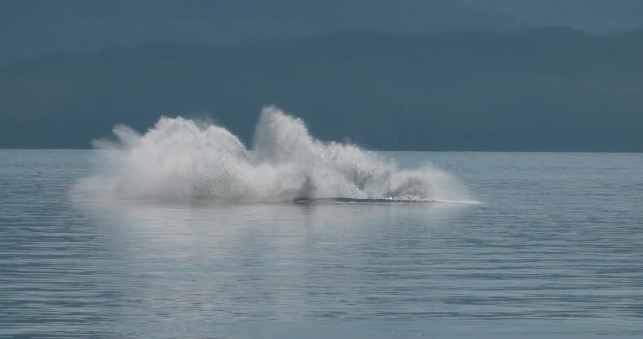 Humback whale breaching in slow motion