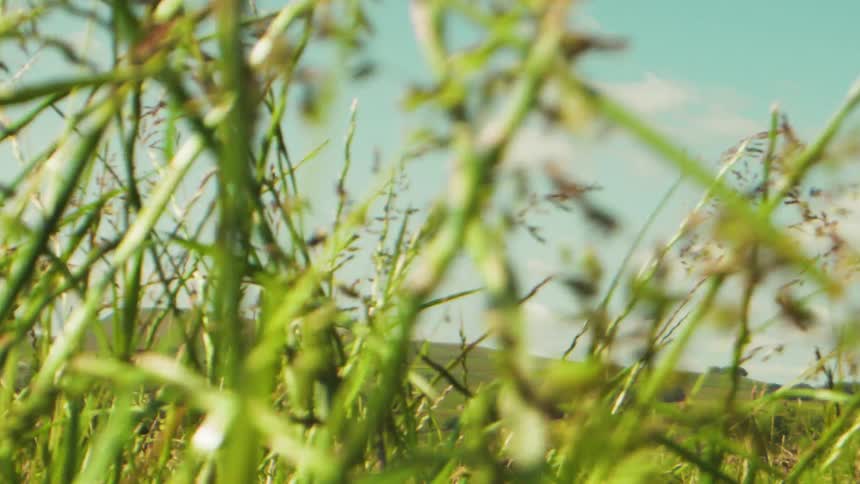 Wind blows the tall stalks of grass