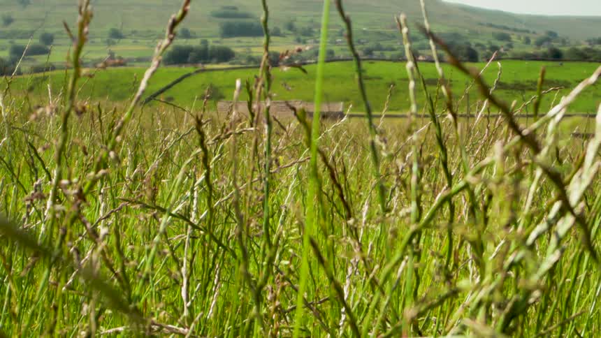 Closeup of an agricultural field with a small house in the background