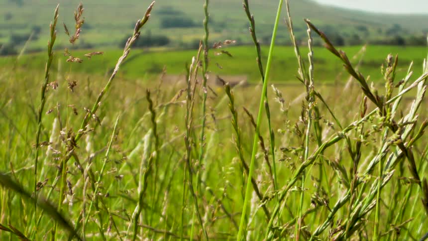 Outdoor closeup of a bush in a field during the day