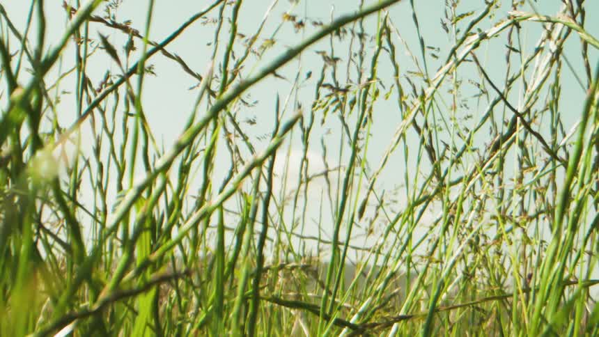 Closeup of a field with reeds against a blue sky