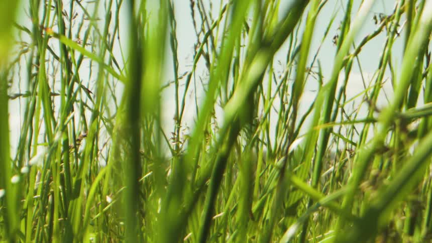 Closeup of tall grass outdoors
