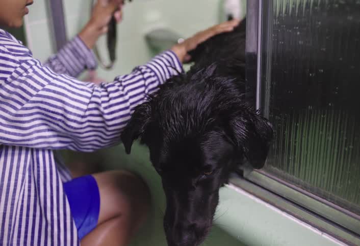 A person is bathing a black dog in a bathroom shower with the dogs head visible