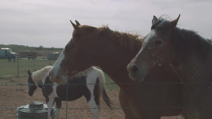Horses standing in a field