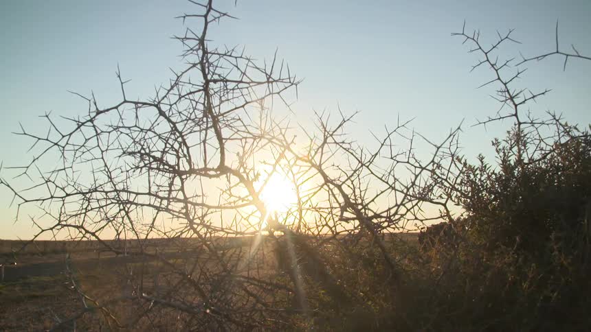 Sunlight thru a dead bush